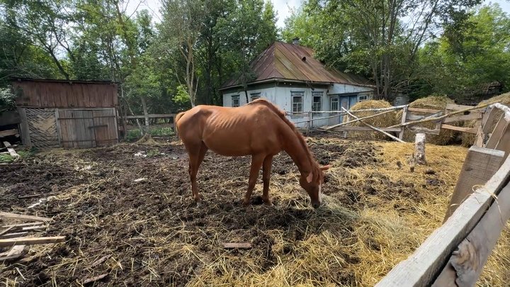 «Я теж страждаю разом з ними»: як переселенець з Донеччини сам утримує на Чернігівщині 100 кіз, 50 овець і 7 коней «Я теж страждаю разом з ними»: як переселенець з Донеччини сам утримує на Чернігівщині 100 кіз, 50 овець і 7 коней