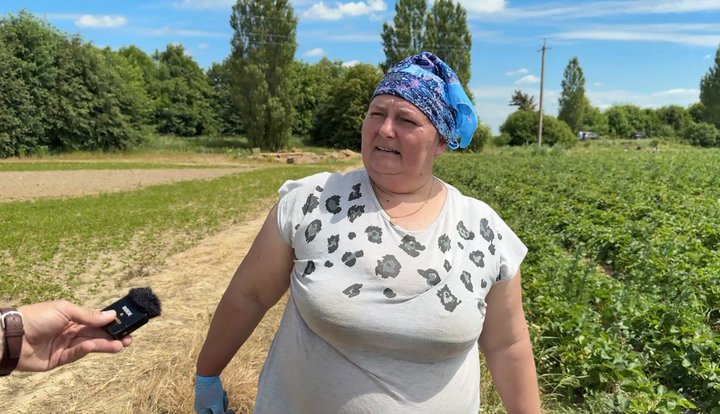 Полуниця Полуниця