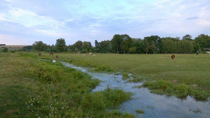 Річка, річка Свинорийка Річка, річка Свинорийка
