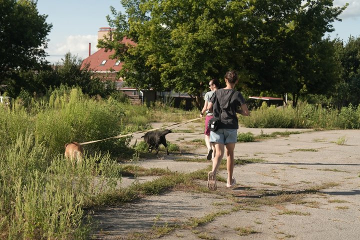 «Не можемо щодня їх виводити». Волонтери Сумського товариства захисту тварин запрошують людей на вигул собак
