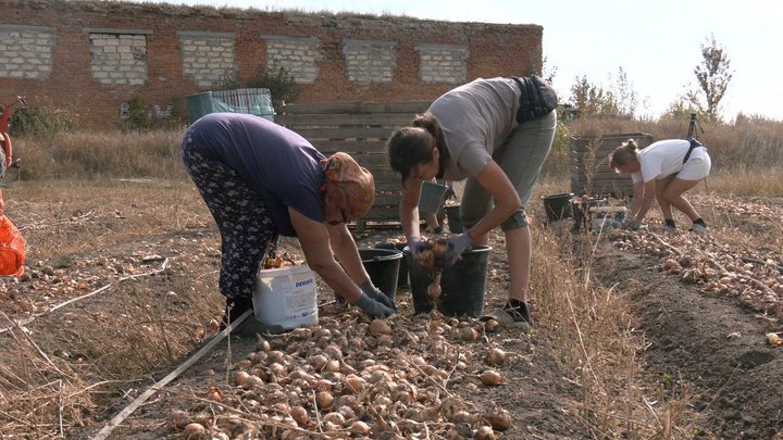 «Довелося пересівати, були погані сходи». Як на Вінниччині збирають врожай цибулі та як змінилася ціна за рік «Довелося пересівати, були погані сходи». Як на Вінниччині збирають врожай цибулі та як змінилася ціна за рік
