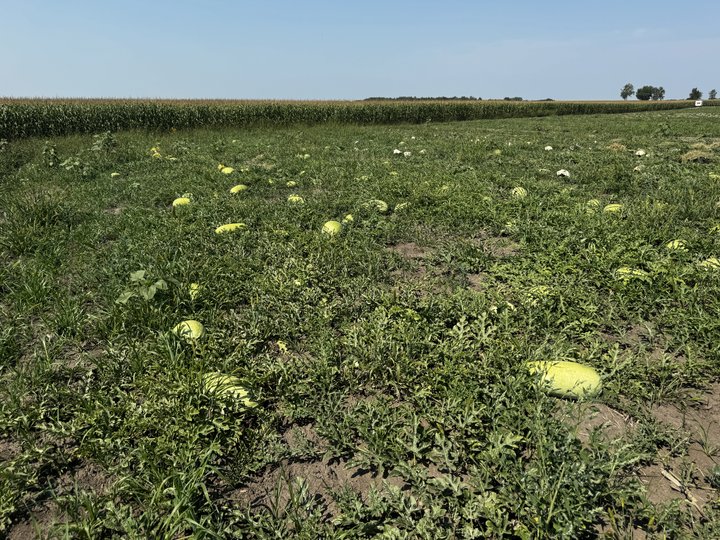 «Затрати відбили – і слава Богу»: чи рентабельні кавуни з Сумщини
