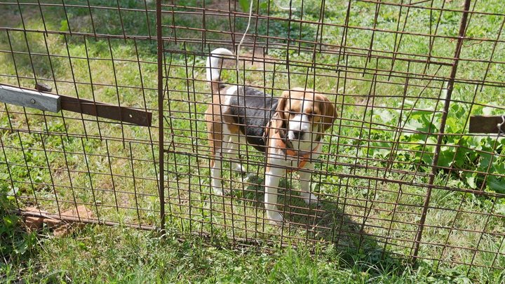 У селі на Вінниччині лисиці оселилися поруч із людьми: мешканці бояться сказу