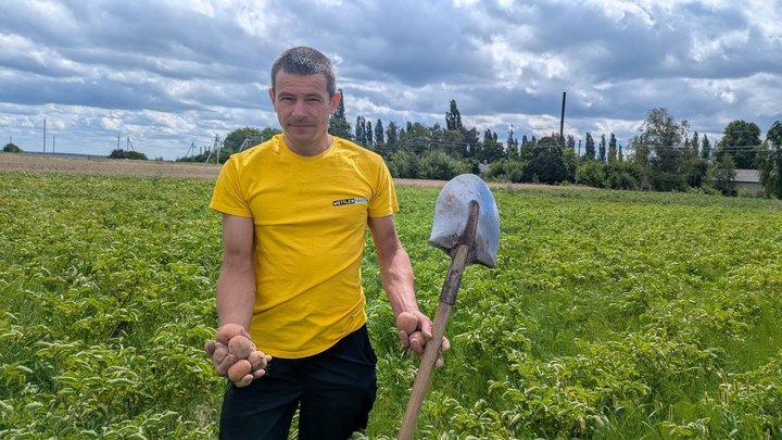 колорадські жуки: є чи нема