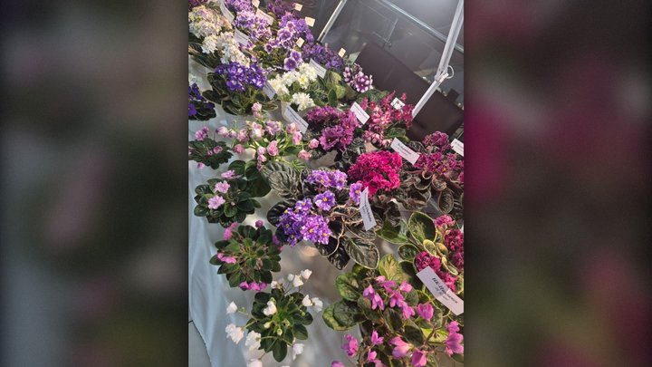 Фіалка-химера: колекціонерка з Сум вивела новий вид квітки Фіалка-химера: колекціонерка з Сум вивела новий вид квітки