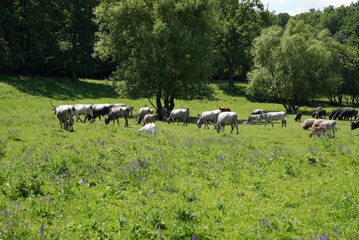 Екоферма, тварини, село Підлужжя Екоферма, тварини, село Підлужжя
