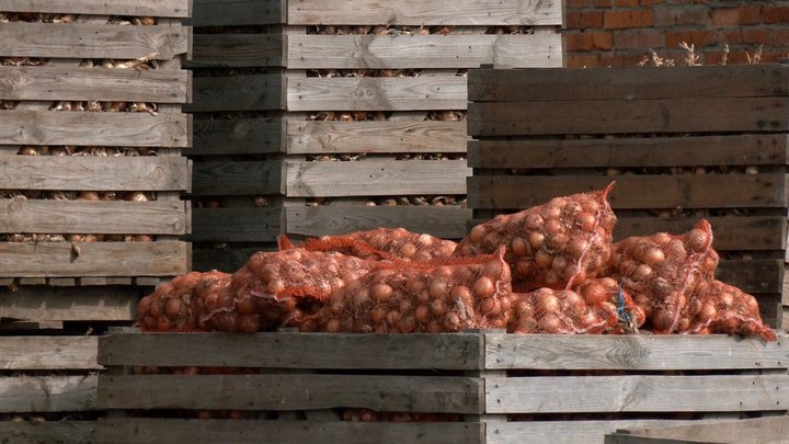 «Довелося пересівати, були погані сходи». Як на Вінниччині збирають врожай цибулі та як змінилася ціна за рік «Довелося пересівати, були погані сходи». Як на Вінниччині збирають врожай цибулі та як змінилася ціна за рік