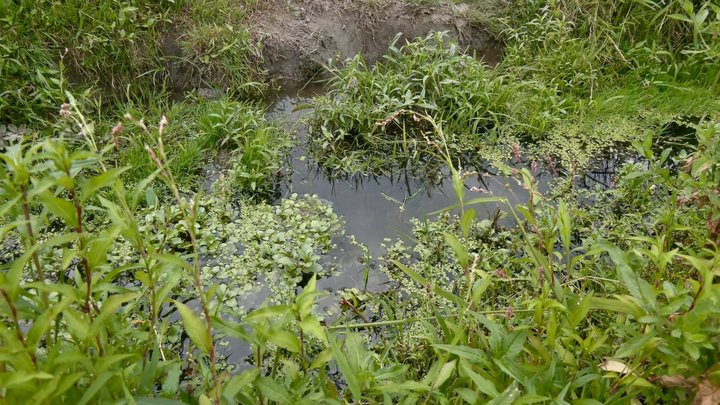 вода, обміління річок, потічок вода, обміління річок, потічок