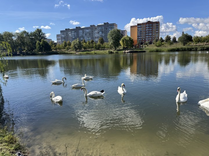 Ветеринар виходжує скалічених лебедів у Горішніх Плавнях: що розповів про птахів