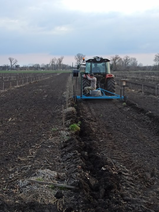 "Мрія була закласти сад". Підприємець з Дніпропетровщини вирощує 21 гектар фундука та створив власний розплідник