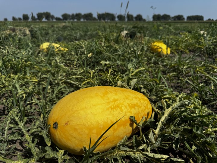 «Вага найбільшого кавуна- 16,5 кілограма»: як у Беседівці вирощують баштанні попри виклики війни «Вага найбільшого кавуна- 16,5 кілограма»: як у Беседівці вирощують баштанні попри виклики війни
