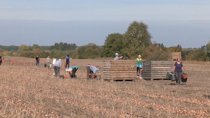 «Довелося пересівати, були погані сходи». Як на Вінниччині збирають врожай цибулі та як змінилася ціна за рік «Довелося пересівати, були погані сходи». Як на Вінниччині збирають врожай цибулі та як змінилася ціна за рік
