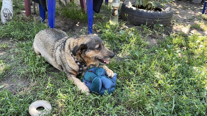 історія жінки, яка створила притулок