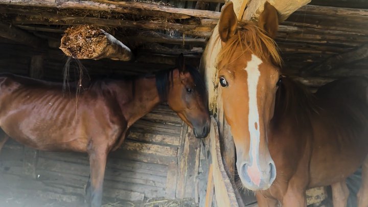 «Я теж страждаю разом з ними»: як переселенець з Донеччини сам утримує на Чернігівщині 100 кіз, 50 овець і 7 коней «Я теж страждаю разом з ними»: як переселенець з Донеччини сам утримує на Чернігівщині 100 кіз, 50 овець і 7 коней