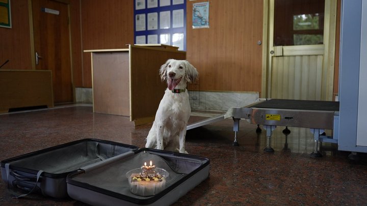 На Вінниччині службові собаки допомогли митникам виявити майже 40 порушень з початку року