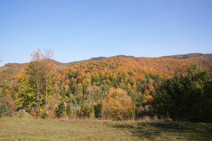 Селище Бойки, ліс