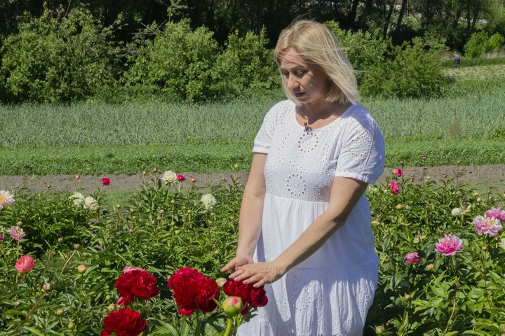Понад 200 сортів півоній: волинянка створила квіткове поле на згадку про бабусю Понад 200 сортів півоній: волинянка створила квіткове поле на згадку про бабусю
