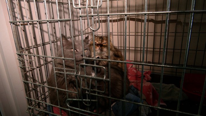 Удар по ветцентру у Чернігові: як почувається пес Скай, який зазнав найбільших поранень, і що з іншими тваринами Удар по ветцентру у Чернігові: як почувається пес Скай, який зазнав найбільших поранень, і що з іншими тваринами