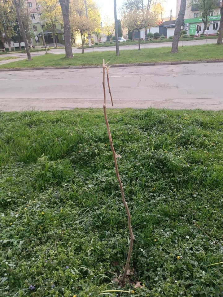 Зламане дерево, Калуш