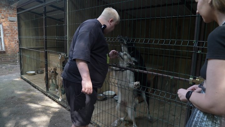 У сумському «DIMPETS» побільшало тварин, яких залишають через виїзд: притулок почав приймати собак