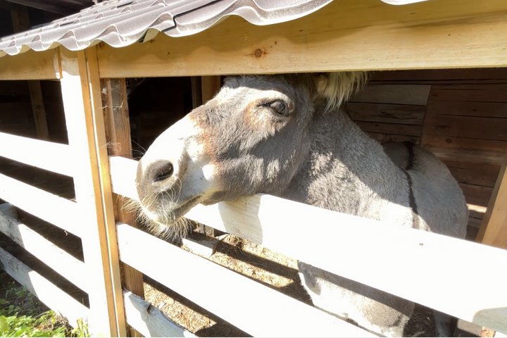 «Хотіла створила атмосферу прекрасної природи», — власниця екосадиби на Житомирщині Ірина Хаценко «Хотіла створила атмосферу прекрасної природи», — власниця екосадиби на Житомирщині Ірина Хаценко