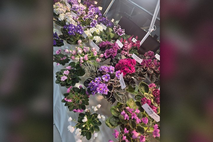Як доглядати за фіалками вдома: 7 порад від квіткарки з колекцією 500 сортів
