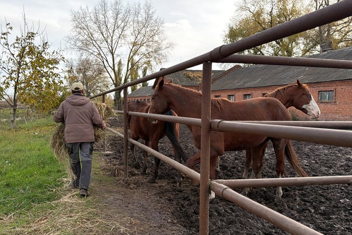 На Роменщині чоловік береже тракененську породу коней, якій майже 300 років