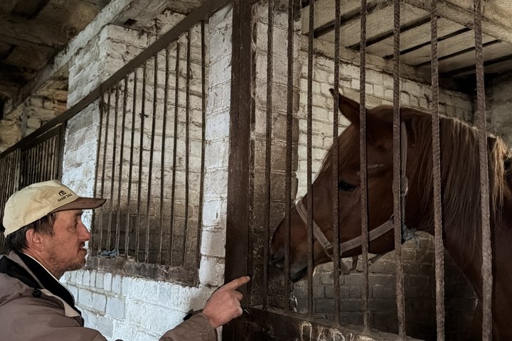 На Роменщині чоловік береже тракененську породу коней, якій майже 300 років