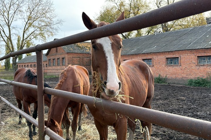 На Роменщині чоловік береже тракененську породу коней, якій майже 300 років На Роменщині чоловік береже тракененську породу коней, якій майже 300 років