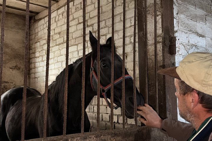 На Роменщині чоловік береже тракененську породу коней, якій майже 300 років
