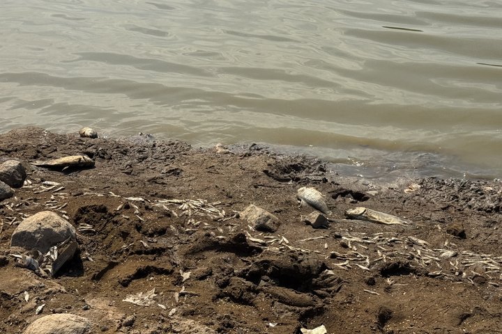 У селі Бобовище в Мукачівському районі обміліло водосховище: рибоохоронний патруль зафіксував масовий мор риби У селі Бобовище в Мукачівському районі обміліло водосховище: рибоохоронний патруль зафіксував масовий мор риби