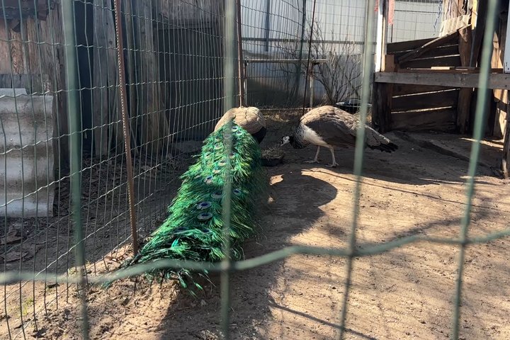 Павичі Принц і Красавічка на подвір’ї жителя Малина