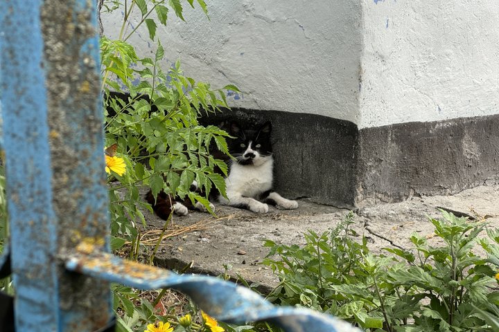 Щоденники забутих сіл: Степова Долина Щоденники забутих сіл: Степова Долина