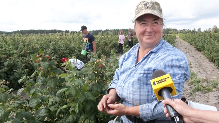 Малина замість картоплі: як родина з Волині п'ятий рік вирощує ягоду