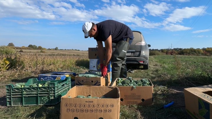 «Заробіток дуже важко передбачити»: фермер з Волині розповів про вирощування броколі та цвітної капусти «Заробіток дуже важко передбачити»: фермер з Волині розповів про вирощування броколі та цвітної капусти