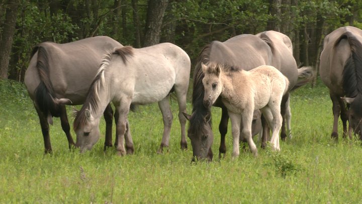 10 турів та 10 польських коників: на Чернігівщині народилися дикі тварини, яких відродили 100 років тому