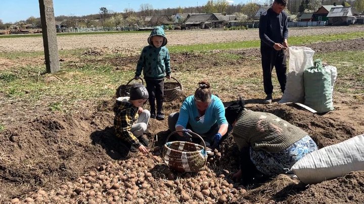 Картопля під коника Картопля під коника