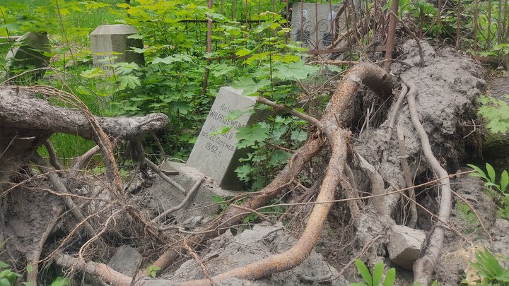 Понад 40 дерев планують зрізати на території Польського цвинтаря у Житомирі – чи вплине це на екосистему