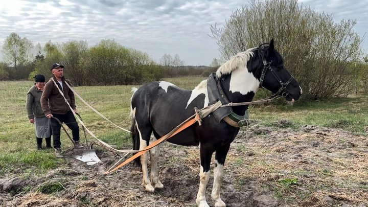 Картопля під коника Картопля під коника