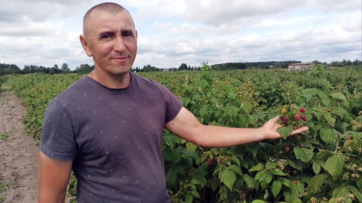 «Малина без рук не буде рости»: як родина з Волині п'ятий рік вирощує ягоду