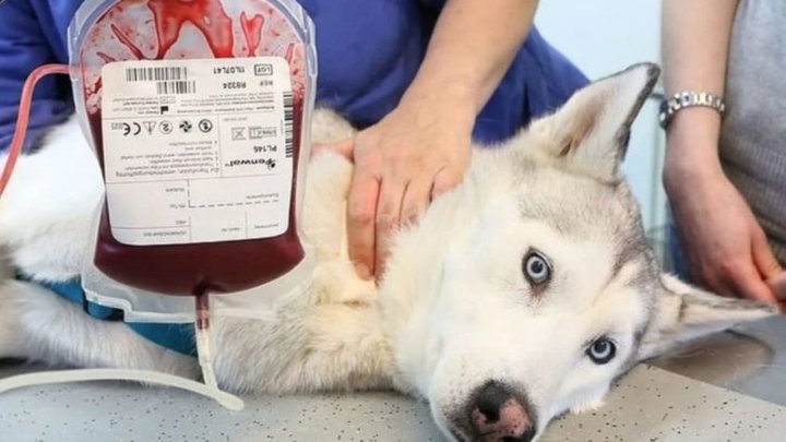 Львівське КП «Лев» створює банк донорської крові для домашніх тварин: як долучитися та які переваги отримають власники