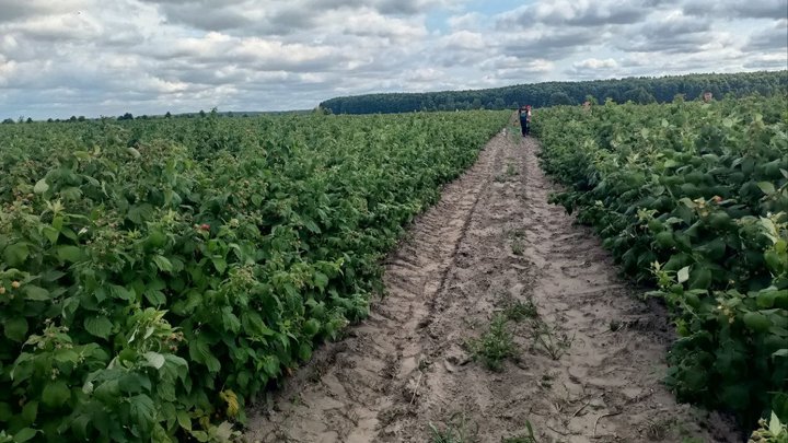 «Малина без рук не буде рости»: як родина з Волині п'ятий рік вирощує ягоду