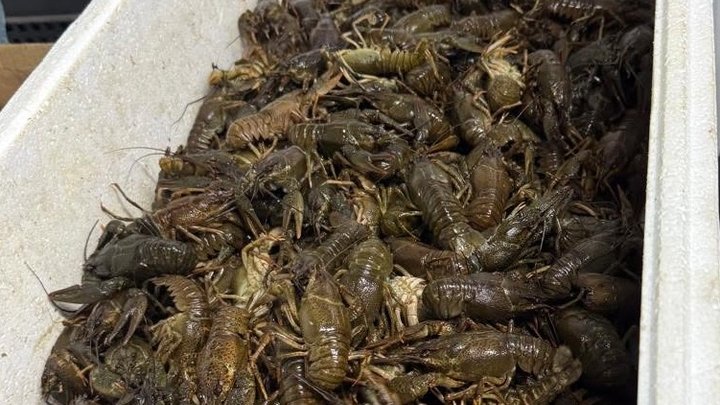 Заборона на вилов раків на Львівщині: за кожного спійманого рака — штраф понад 3000 гривень