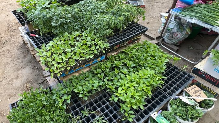На Луцьких ринках розпочали продаж ранньої розсади овочів: коли висаджувати
