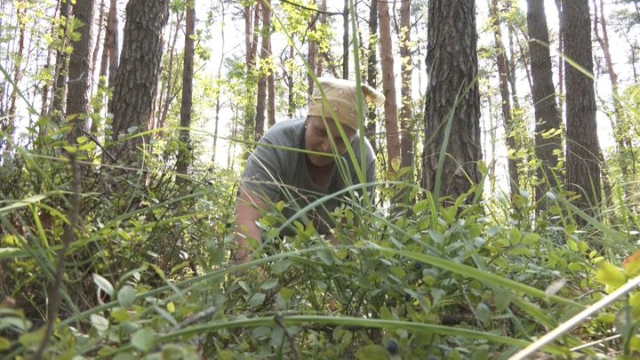 Цьогоріч на Волині чорниць менше, ніж торік: які ціни на ринку Цьогоріч на Волині чорниць менше, ніж торік: які ціни на ринку