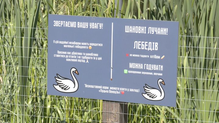 Лебедят на водоймі у Луцьку обергіають працівники місцевого кафе Лебедят на водоймі у Луцьку обергіають працівники місцевого кафе