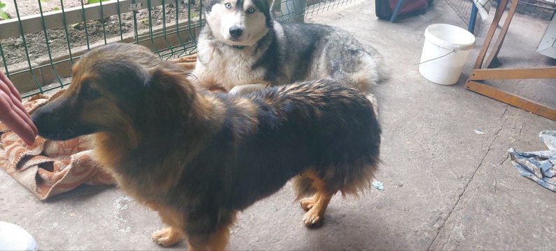 "Тварин віддавали з човна": волонтери евакуювали собак з Херсона до Сум