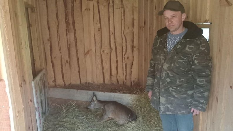Жителі Космача відвезли до Галицького природного парку дике звірятко, яке знайшли на узбіччі