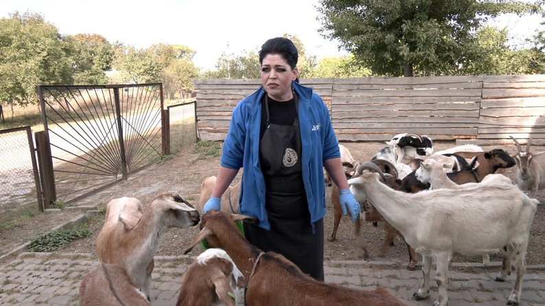 "Довелося скоротити поголів'я": фермер із Донеччини не може вигодувати кіз, яких перевіз на Волинь
