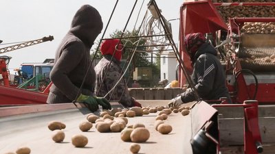 "Якби не картопля, як би й виживали": чому фермери Чернігівщини не мають прибутків, попри високу врожайність зернових